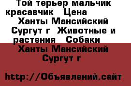 Той-терьер мальчик красавчик › Цена ­ 10 000 - Ханты-Мансийский, Сургут г. Животные и растения » Собаки   . Ханты-Мансийский,Сургут г.